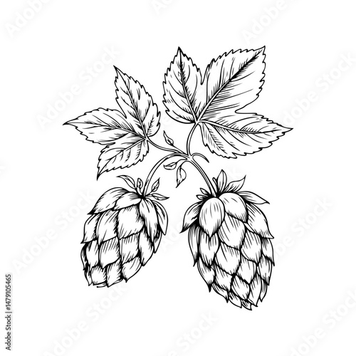 Illustration of beer hop in engraving style. Design element for poster, card, banner, sign, logo.
