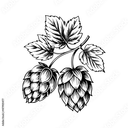 Illustration of beer hop in engraving style. Design element for poster, card, banner, sign, logo.