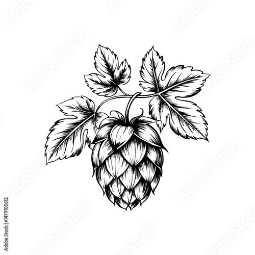 Illustration of beer hop in engraving style. Design element for poster, card, banner, sign, logo.