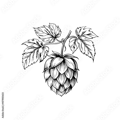 Illustration of beer hop in engraving style. Design element for poster, card, banner, sign, logo.