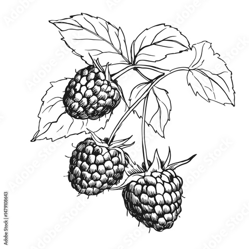 Intricate vector illustration of hand-drawn raspberries with leaves, perfect for botanical designs, food packaging, and organic branding. Black and white ink style enhances detail.