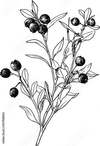 Black and white vector illustration of a botanical blueberry branch with leaves and berries, perfect for natural themes, organic products, and herbal designs.
