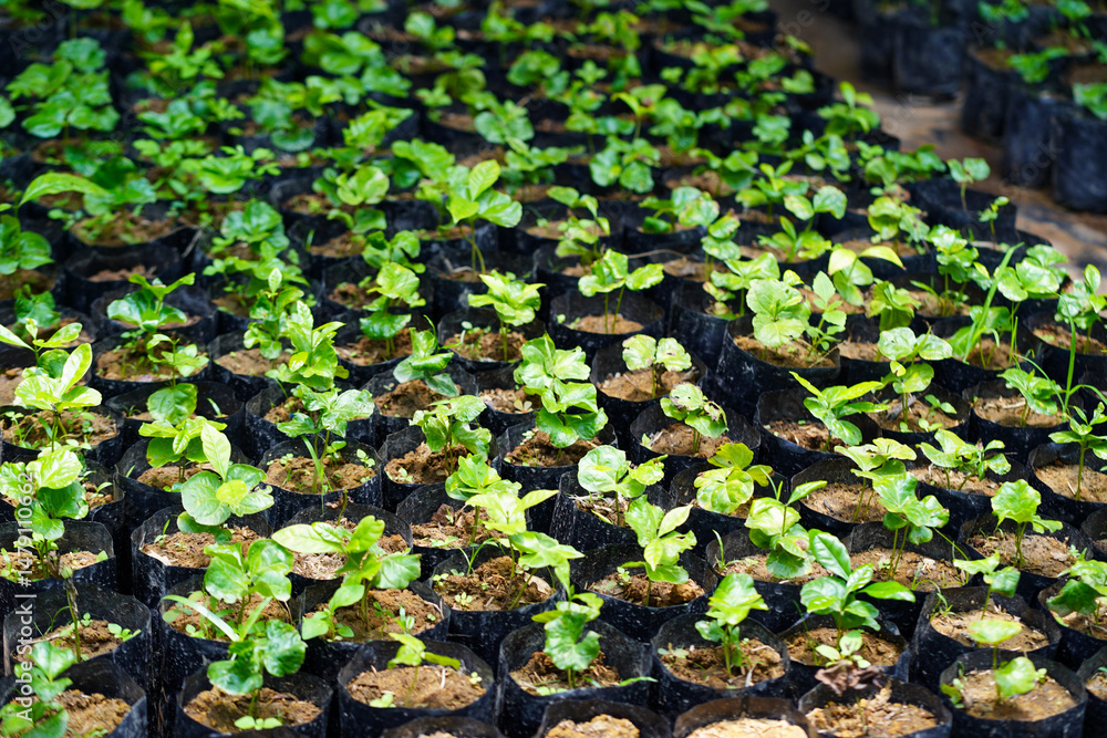 Naklejka premium A large number of Robusta coffee seedlings in Thailand