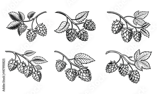Hop Plant Vector Set – Detailed Black and White Botanical Line Art of Humulus Lupulus