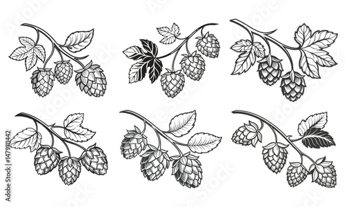 Hop Plant Vector Set – Detailed Black and White Botanical Line Art of Humulus Lupulus