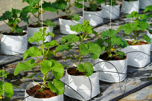 Melon greenhouse. Hydroponic greenhouse of melon fruit. Cantaloupe melons sprout growing in greenhouse organic farm.Japanese Cantaloupe Melon farm, Line of Japanese melons  or cantaloupe.Favorite frui