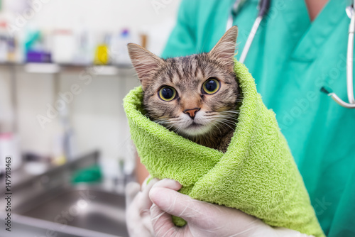 a veterinarian gently holding a cat wrapped in a towel 