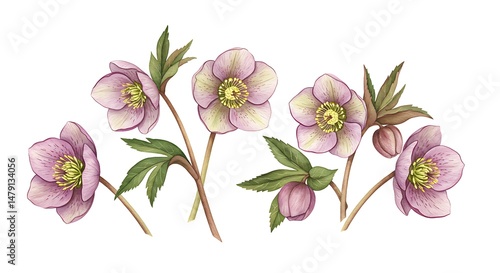 Delicate Watercolor Hellebore Blooms: A Botanical Study