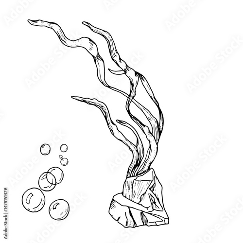 Green seaweed in rocks and air bubbles, black and white ink drawing Vector illustration. Swaying algae bushes, the underwater world of the ocean, isolated on a white background. Marine theme