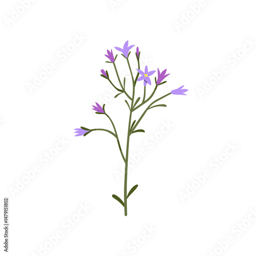 Floral branch, spreading bellflower. Delicate campanula patula, simple field flower blooms on thin stem. Gentle spring wildflower. Botanical flat vector illustration isolated on white background