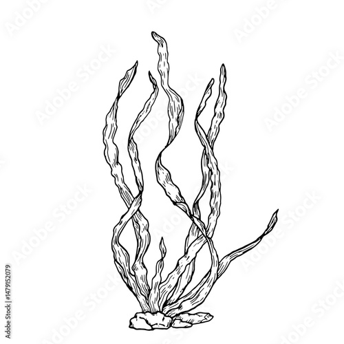 Green seaweed in rocks, black and white ink drawing Vector illustration. Swaying algae bushes, the underwater world of the ocean, isolated on a white background. Marine theme, marine decor
