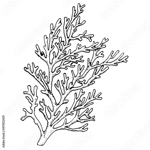 Coral twigs, an element of the underwater world and reefs, black and white ink drawing. Vector illustration. Natural oceanic corals and algae, isolated on a white background.