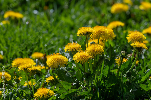 Bright Yellow Dandelions Blooming in a Green Spring Meadow