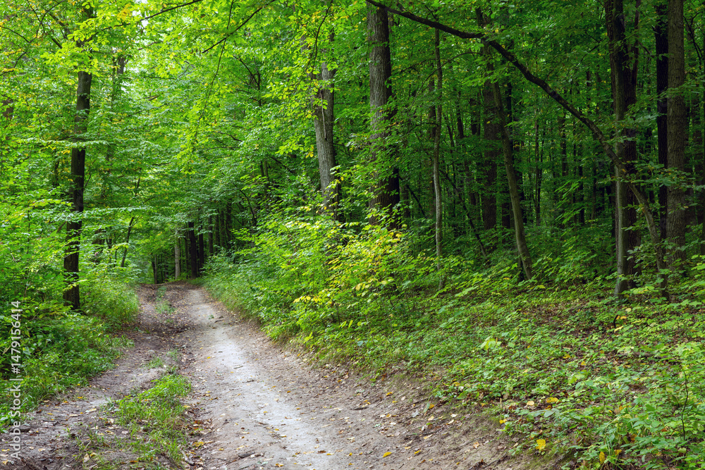 Fototapeta premium Path in green summer forest