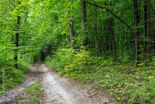Fototapeta Naklejka Na Ścianę i Meble -  Path in green summer forest