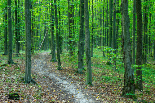 Fototapeta Naklejka Na Ścianę i Meble -  Path in green summer forest