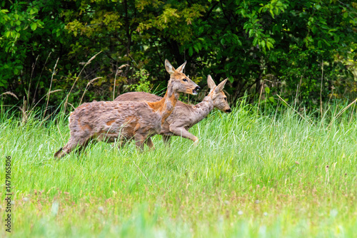 Fototapeta Naklejka Na Ścianę i Meble -  Dwie sarny