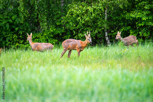 Fototapeta Naklejka Na Ścianę i Meble -  Trzy sarny