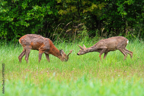 Fototapeta Naklejka Na Ścianę i Meble -  Dwie sarny na łące 