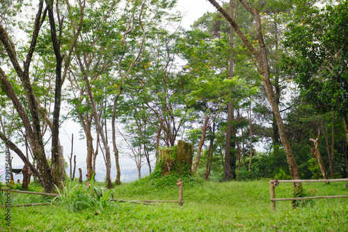 tree in the forest