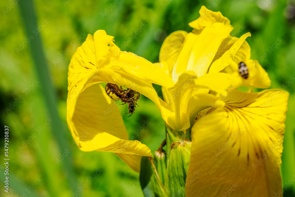 Thomise globulosa (Synema globosum) with its prey on an iris flower Thomise globulosa (Synema globosum) with its prey on an iris flower