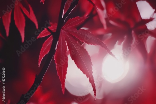 Deep red maple leaf backlit by soft light