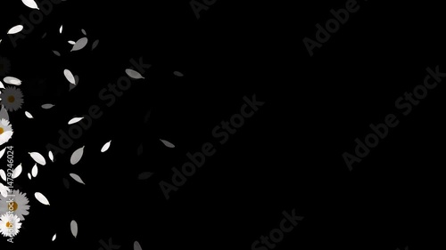 white daisies flower page transition trail alpha channel animation, cosmetic beauty and drink isolated overlay motion design element
