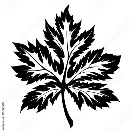 High contrast black and white illustration of a sharply lobed leaf, highly detailed