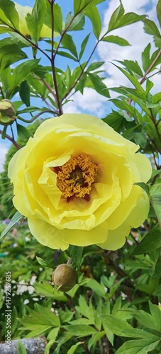 yellow flower in the garden
