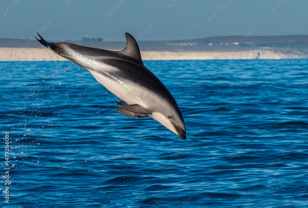 Fototapeta premium Delfin oscuro