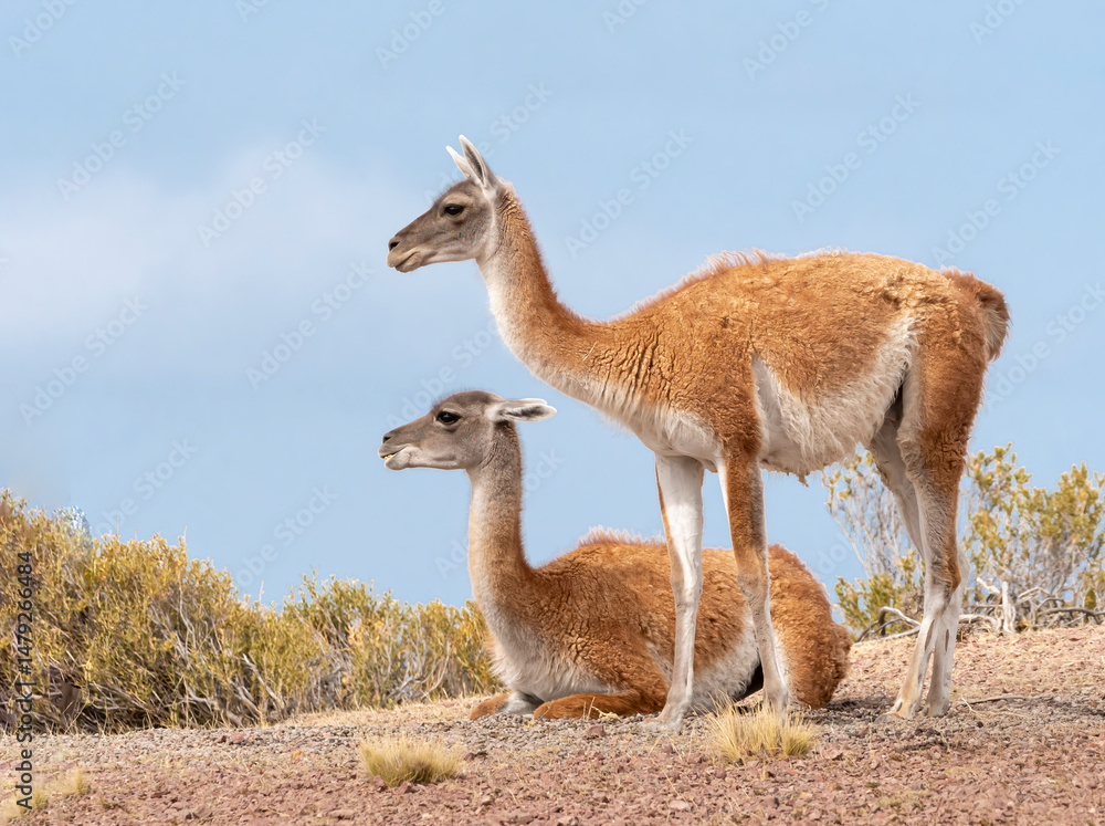 Guanaco Guanaco