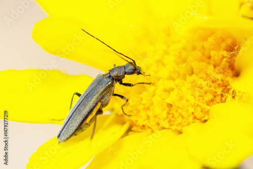 False blister beetle feeding on pollen, Oedemera Crassipes