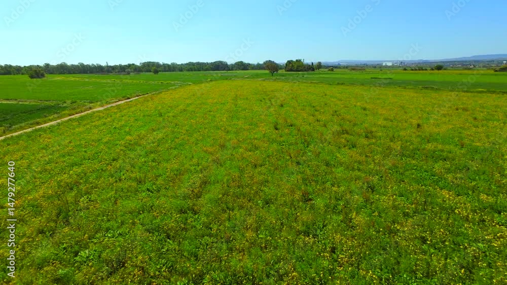 Fpv drone going fast and close to the agricultural fields of grass and flowers Fpv drone going fast and close to the agricultural fields of grass and flowers