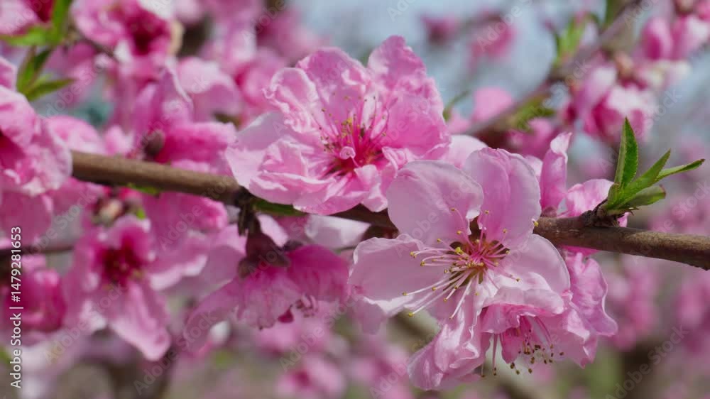 Close Up of Pink Peach Blossoms Dancing in the Spring Air Close Up of Pink Peach Blossoms Dancing in the Spring Air