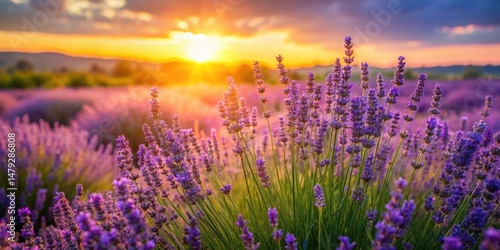 A fragrant lavender bush blooming in a serene meadow at sunset, nature, lavender,  nature,lavender, wildflowers