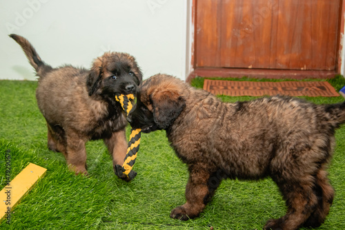 Leonberger puppies run and play in a dog kennel