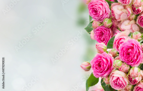 border of fresh pink roses close up