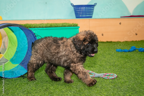 Leonberger puppies run and play in a dog kennel