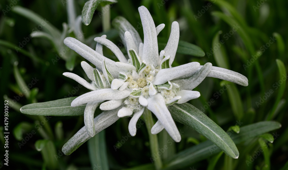 Fototapeta premium Edelweiss flower