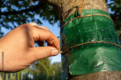 Attach a glue ring to a fruit tree to protect it from harmful insects.