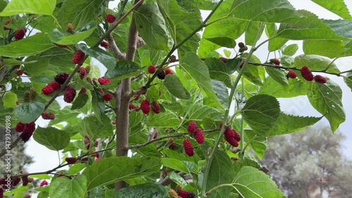 Black Mulberries on Trees Video.