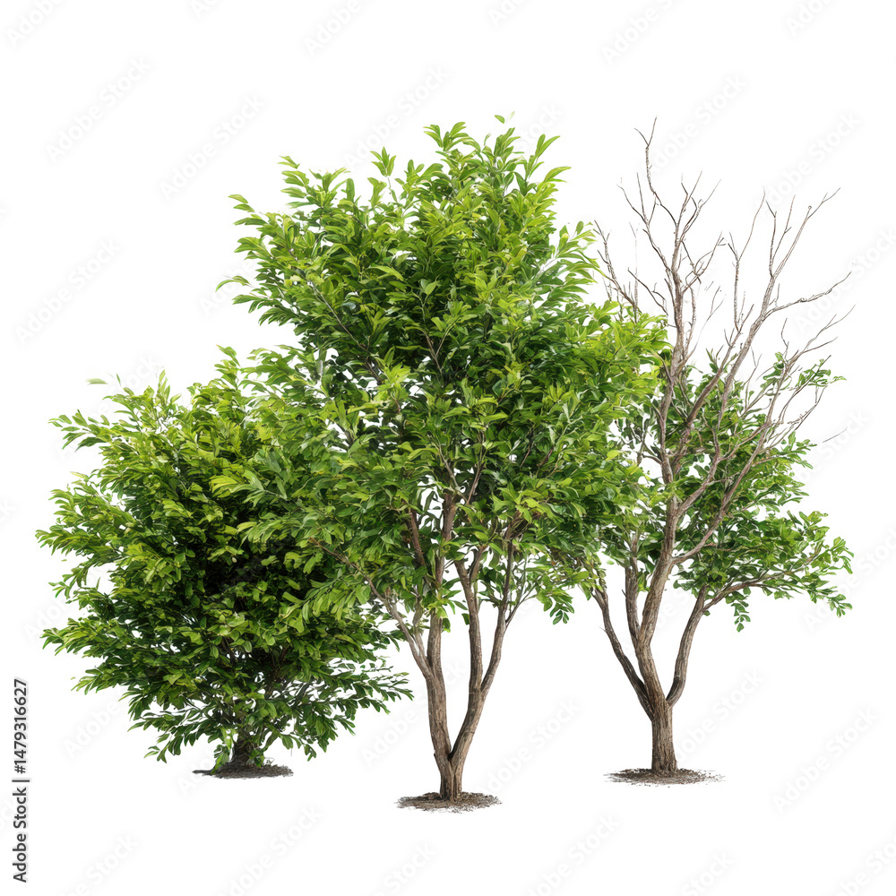 Obraz premium Three trees with green leaves and bare branches standing tall on isolated background