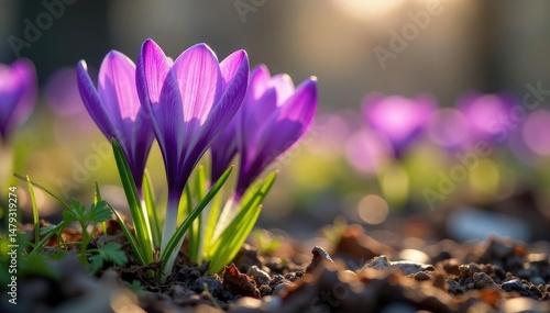 Vibrant purple crocus flowers blooming in early spring , growth, texture, blossom