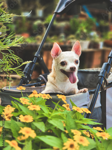 brown short hair chihuahua dog sitting  in pet stroller in the garden or plant shop with yellow flowers . Smiling happily.