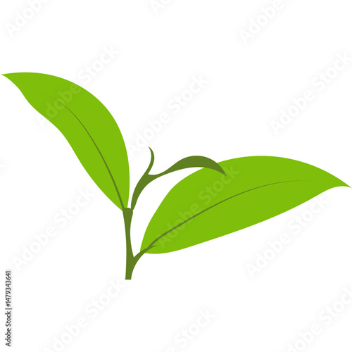 Green Tea Leaves
