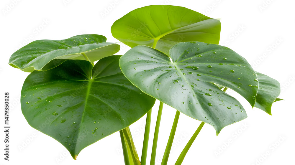 Lush Green Leaves Dew Drops Shine