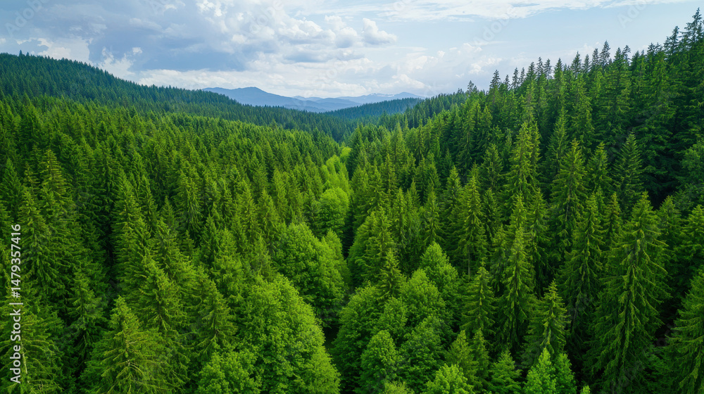 Fototapeta premium Lush green forest landscape with towering trees and rolling hills under bright sky, evoking sense of tranquility and natural beauty