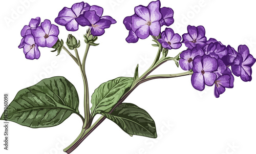botanical illustration of purple flower