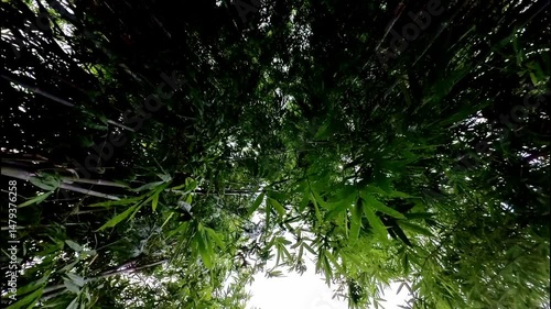 Bamboo Wind 14