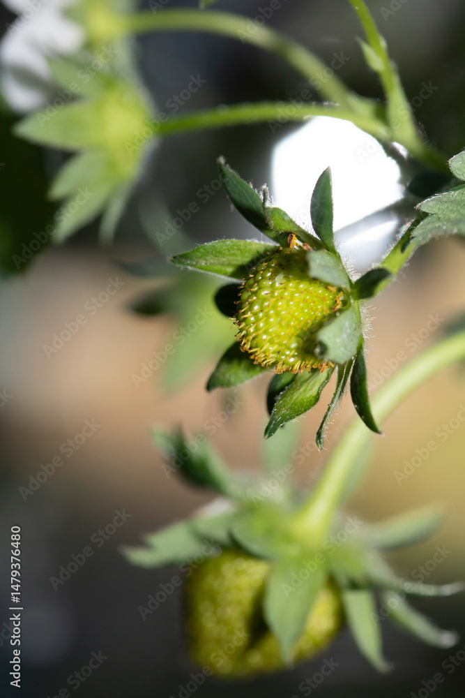 Close up of green growing strawberry on a plant Close up of green growing strawberry on a plant